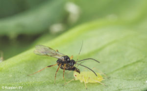 CIRAA_insecte_Koppert-BV