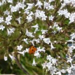 Coccinelle_AFougeroux