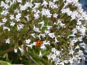 Coccinelle_AFougeroux