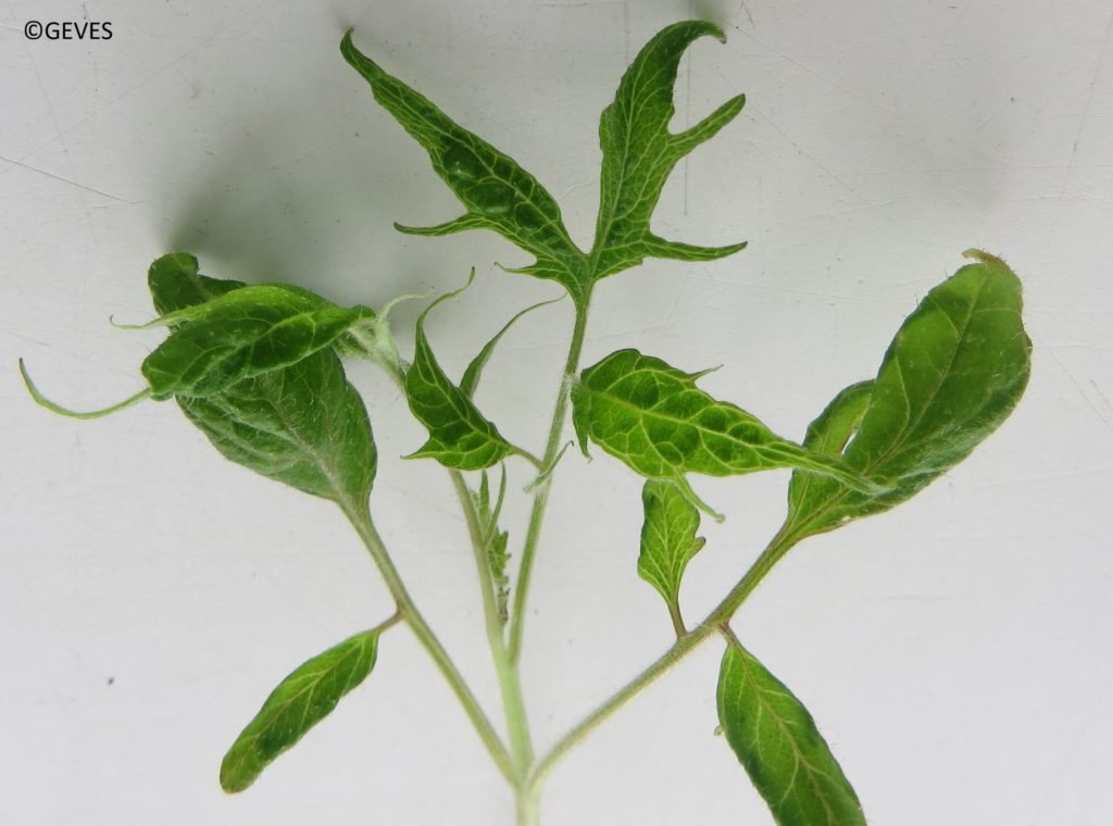 GEVES ToBRFV Symptômes sur tomate (1)