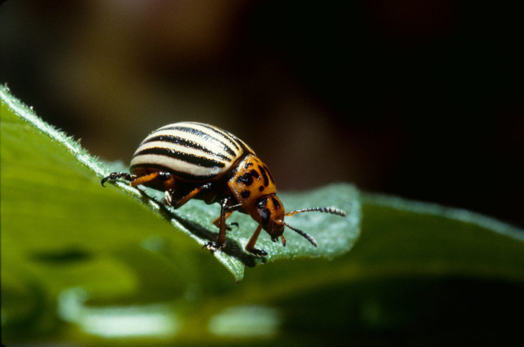 Formation - Entomologie agricole : ravageurs et auxiliaires des grandes cultures - Prochaine session : 27 et 28 octobre 2026 (Orléans)