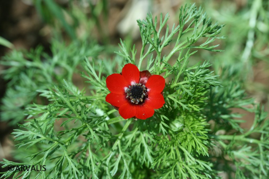 Adonis d'été ou goutte de sang (Adonis aestivalis)_Copyright